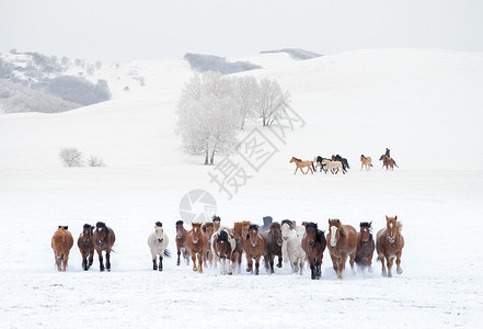 冬天雪地上的骏马图高清图片