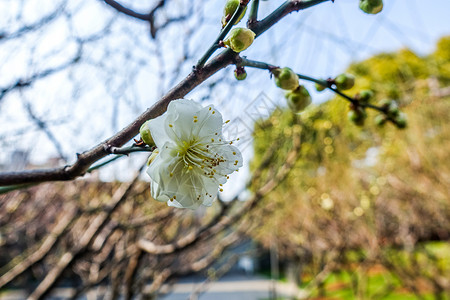 金梅迎春梅花蜡梅迎春背景