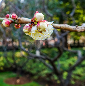 梅花蜡梅迎春花朵高清图片素材