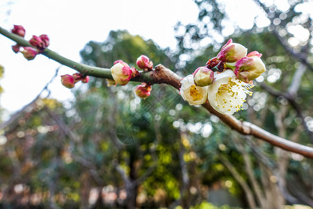 梅花蜡梅迎春植物高清图片素材