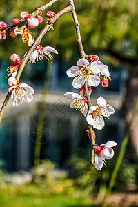 梅花蜡梅迎春树高清图片素材