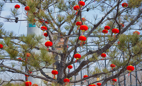 春节游乐园植物园里的年味儿灯笼背景