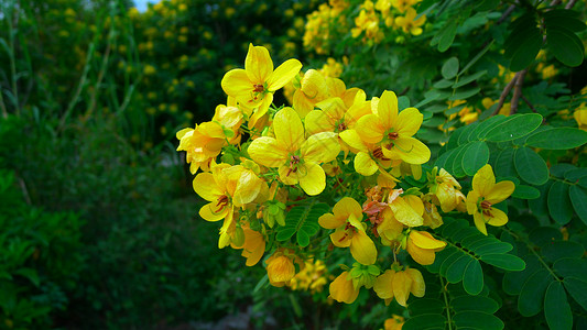 黄槐决明花绿树红花高清图片