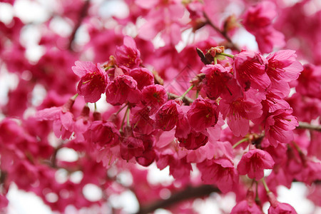 开元寺绽放的樱花图片