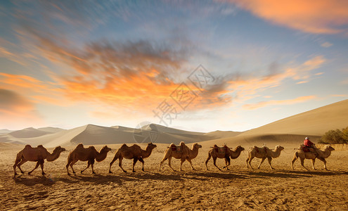 团队精神骆驼商队高清图片