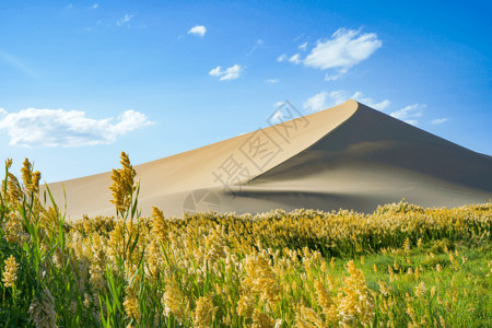 金色麦穗对称图样鸣沙山沙漠背景