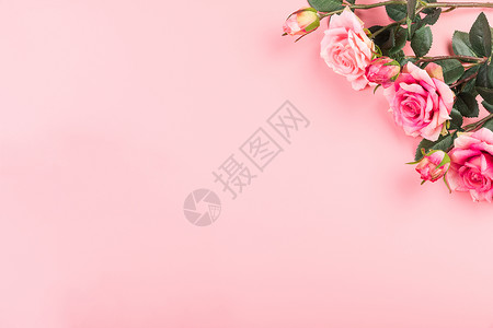 粉色鲜花留白背景背景图片