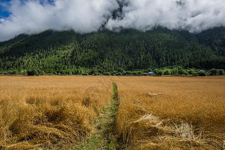 青稞谷物西藏青藏高原上的青稞麦田背景