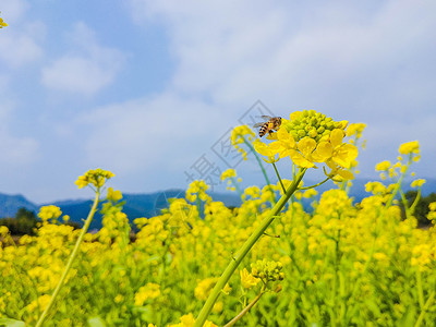 油菜花节盛开的油菜花背景