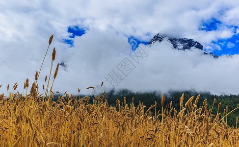 青稞谷物西藏高原上的青稞麦田背景