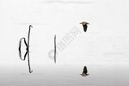 二龙湖湖面景色枯荷和飞鸟的倒影背景