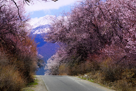 桃花树下西藏林芝桃花公路背景