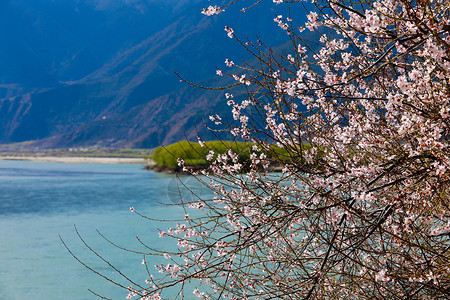 桃花树下湖边的林芝桃花树背景