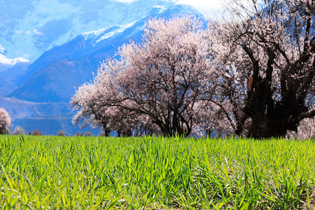 十里桃林西藏林芝桃花节背景