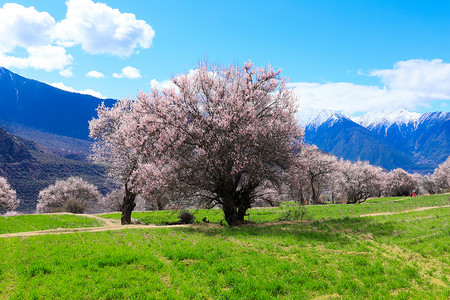 浪漫春天蓝天草地粉艳艳的桃花树背景