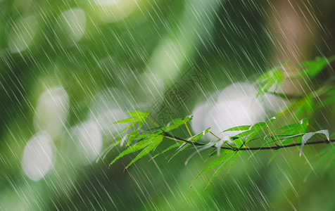 撑着伞的绿叶春天的雨水设计图片