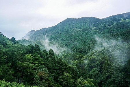 树林清新云雾缭绕的山峦背景