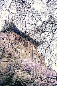 武汉大学樱花开春天风景高清图片素材