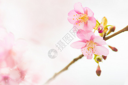 芝樱樱花背景图片设计图片