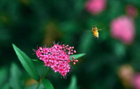 蜜蜂小蜜蜂高清图片素材