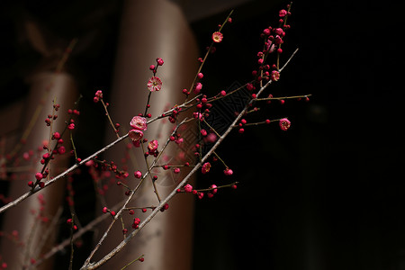 红梅公园春梅背景