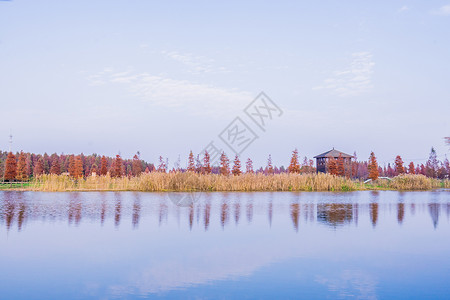 上海青西郊野公园自然风光图片