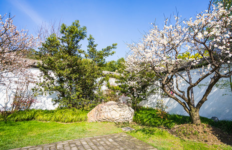 上海世纪公园踏青图片