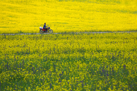 黄色清新花朵穿行田间背景