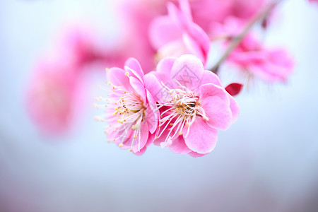 水墨红蜡梅春暖花开背景