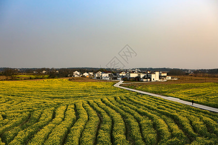 城市春光广阔的油菜花田背景