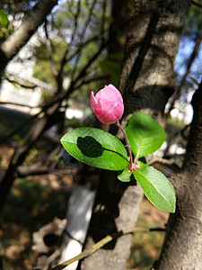 垂丝海棠图片