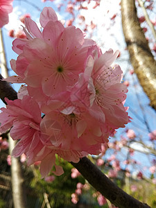 春意黯然樱花背景