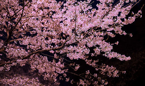 武汉大学夜樱樱花图片