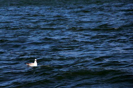 洱海中的一只海鸥图片
