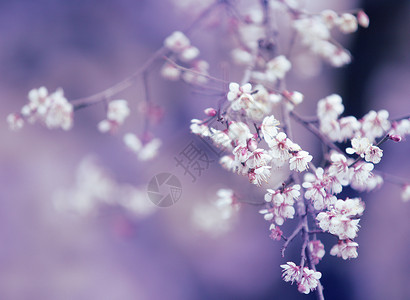 中国风梨花梨花在紫色背景