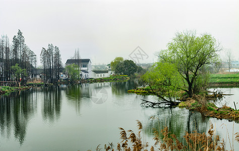 杨柳青青水乡春早背景