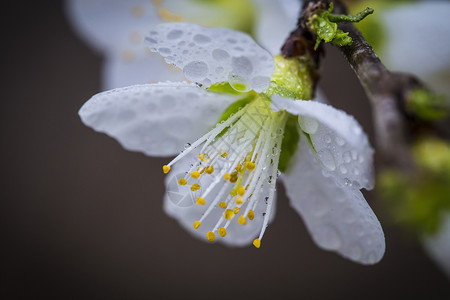 春暖花开自然美白梅花图片素材