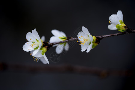 春暖花开生长白梅花图片素材