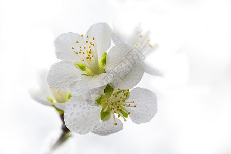 春暖花开露水白梅花图片素材