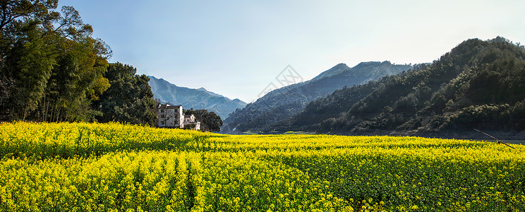 绿色居住安徽歙县新安江春天的田园油菜花海风光背景