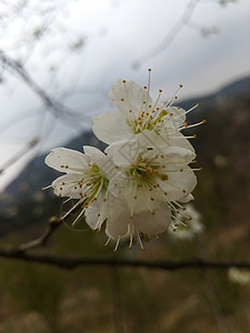 樱花海洋梨花背景