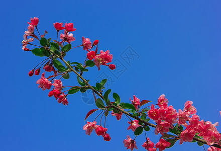 春之海棠春暖花开背景