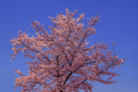 粉色系樱花樱花季背景