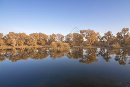 摄影秋景新疆塔克拉玛干沙漠水胡杨背景