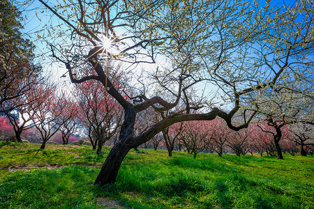 武汉梅花梅花背景图背景