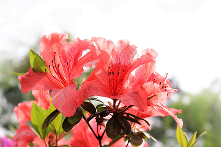 杨柳飘飘春暖花开背景