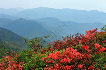 山林盛开的映山红图片