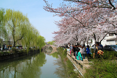 三月惹人醉樱花盛开背景