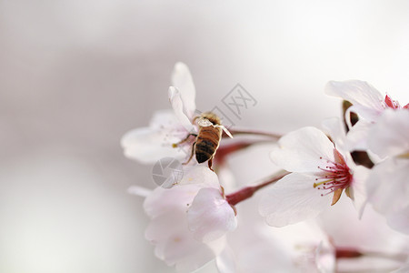 清明垂柳素材樱花盛开背景