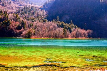 树林阳光五花海背景